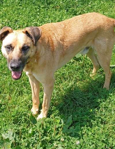 Rufo 3