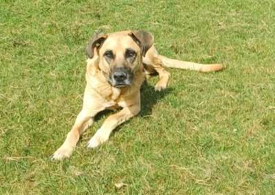 Rufo 1