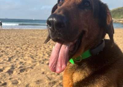 Alf 4
