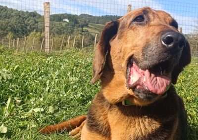 Alf 5