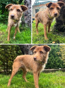 Elsa (Reservada en periodo de adopción) 2 Elsa 1